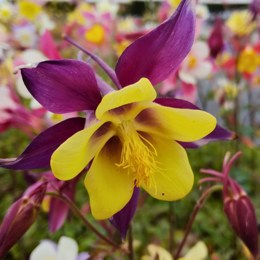 Aquilegia Mac Kana - Aguileña