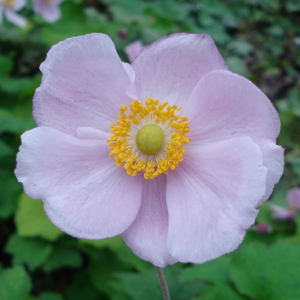 Anemone hupehensis September Charm - Anémona del Japón