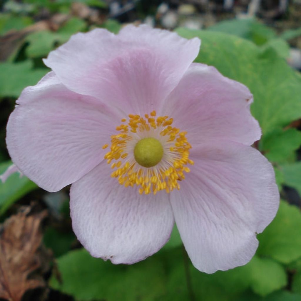 Anemone hupehensis September Charm - Anémona del Japón