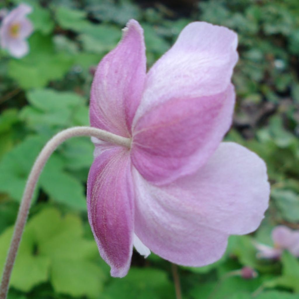 Anemone hupehensis September Charm - Anémona del Japón