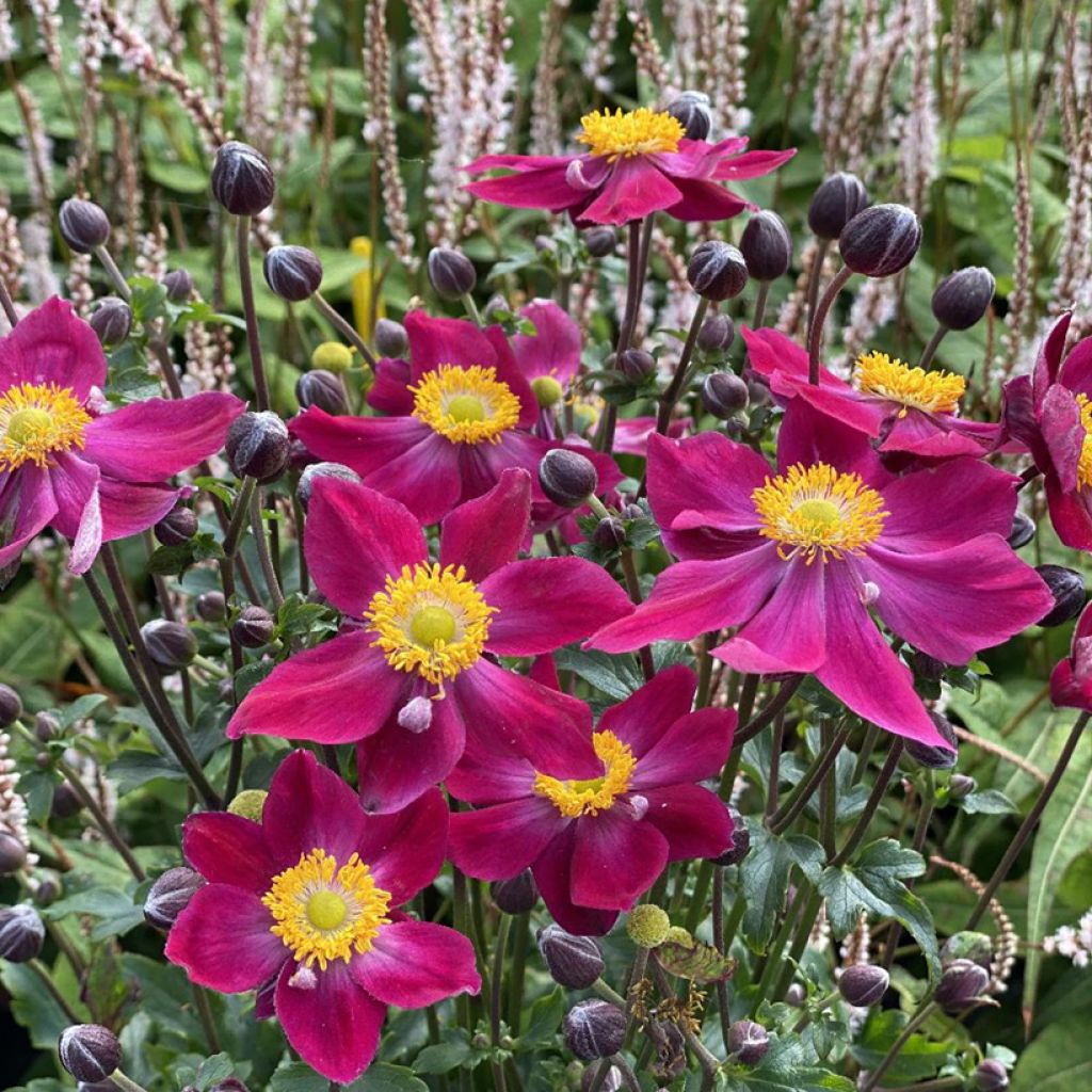 Anemone Fantasy Ariel