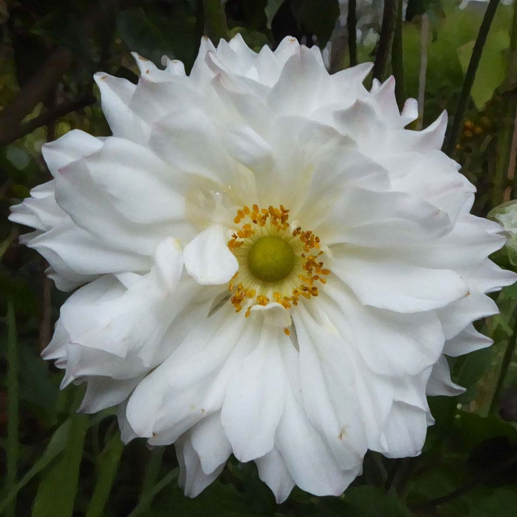 Anemone hupehensis Tiki Sensation - Anémona del Japón