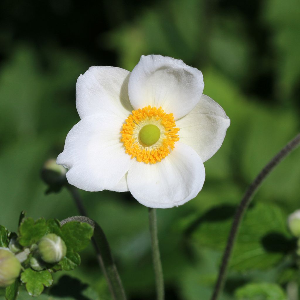 Anemone Honorine Jobert