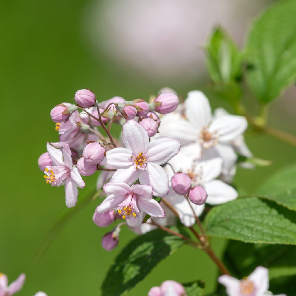 Deutzia hybrida Mont Rose hibrido
