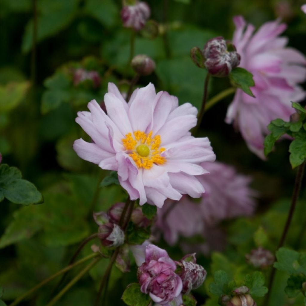 Anemone Mont Rose