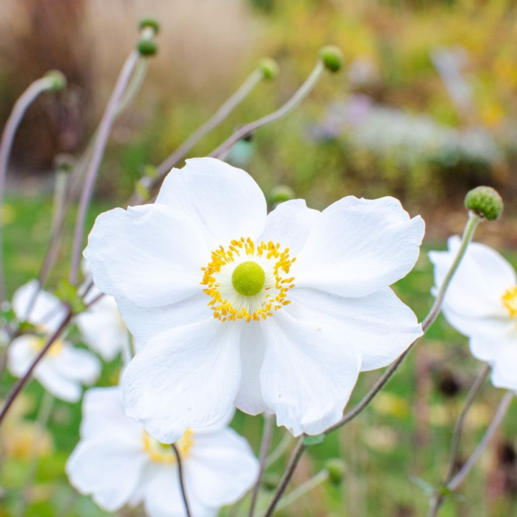 Anemone Whirlwind