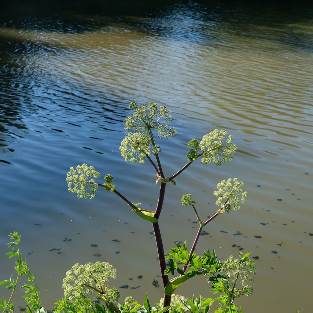 Angelica atropurpurea - Angelica tallos morados