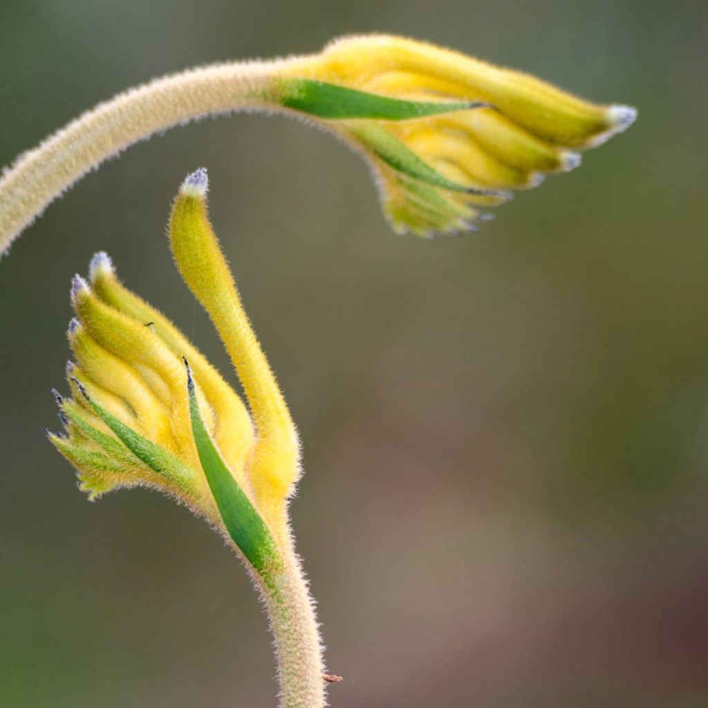 Anigozanthos flavidus Bush Bonanza