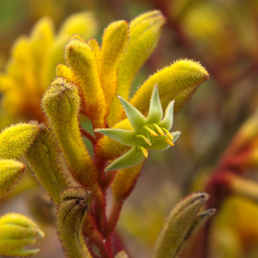 Anigozanthos flavidus Bush Bonanza