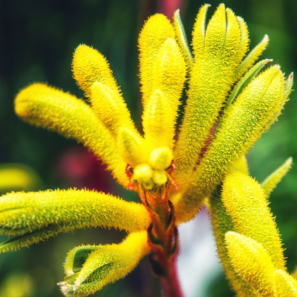 Anigozanthos flavidus Bush Bonanza