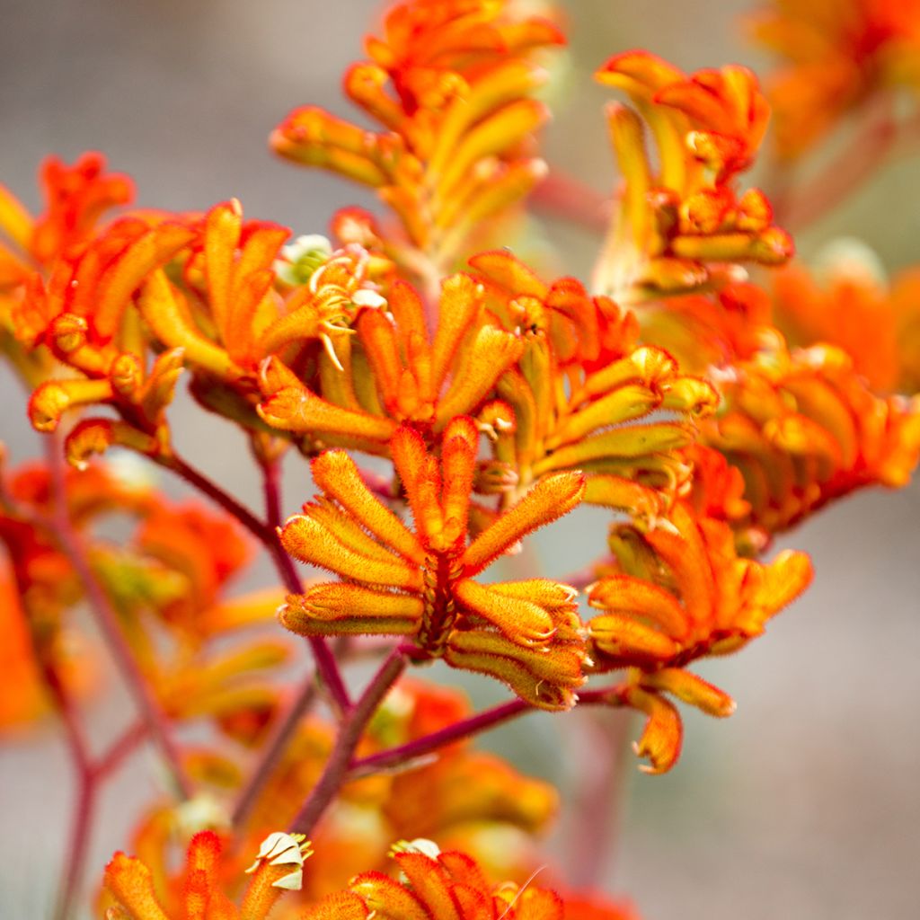 Anigozanthos flavidus - Pata de canguro