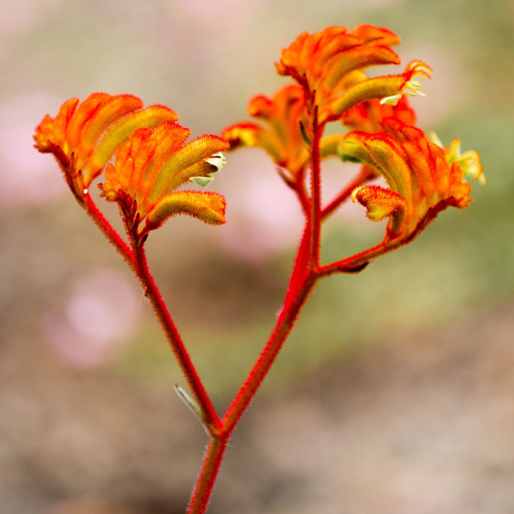 Anigozanthos flavidus - Pata de canguro