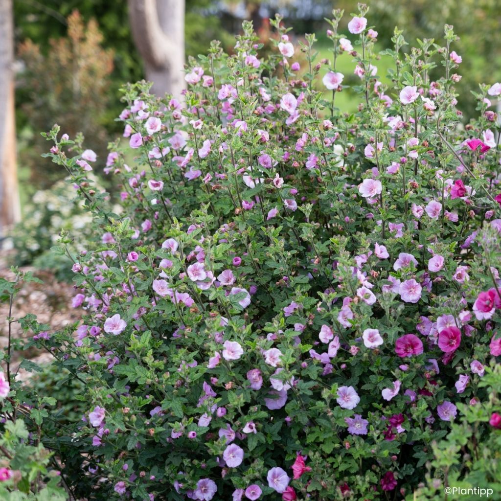 Anisodontea Cotton Candy Pink - Malva africana