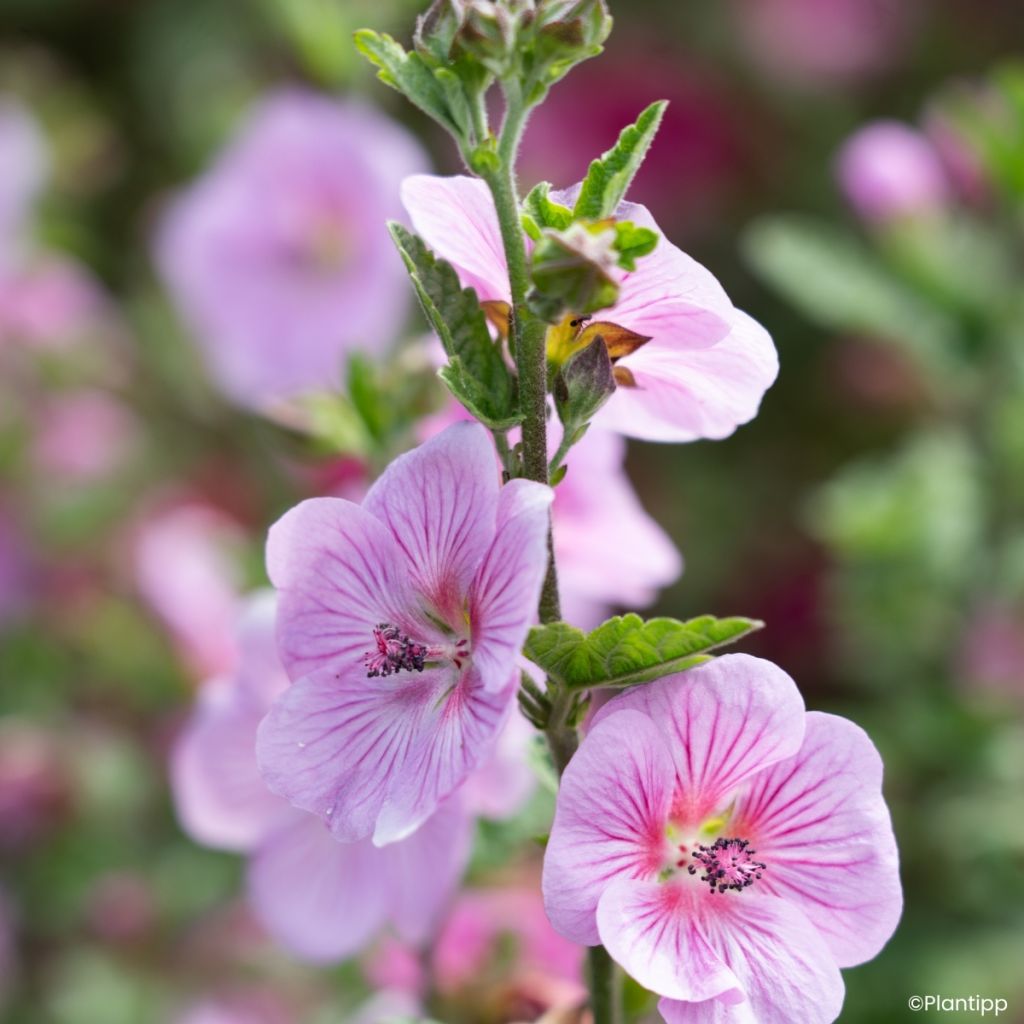 Anisodontea Cotton Candy Pink - Malva africana