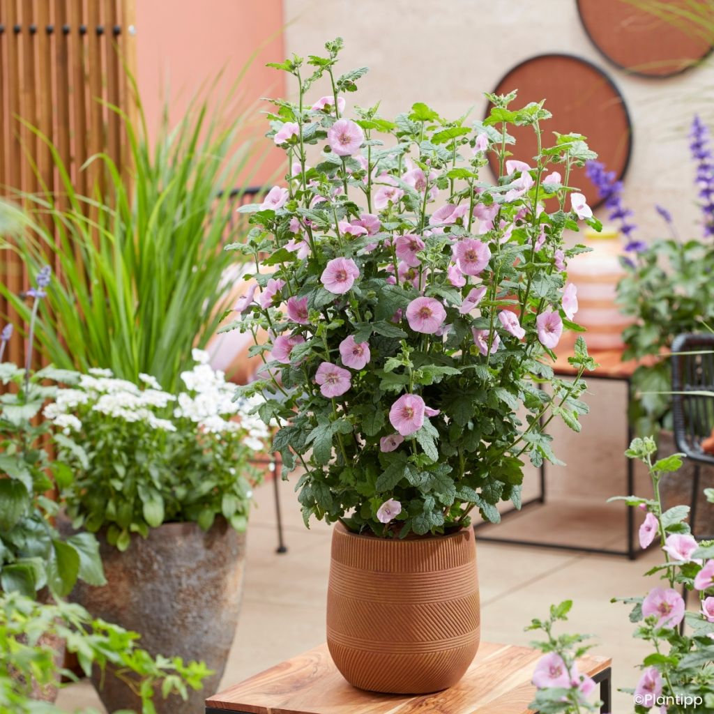 Anisodontea Cotton Candy Pink - Malva africana