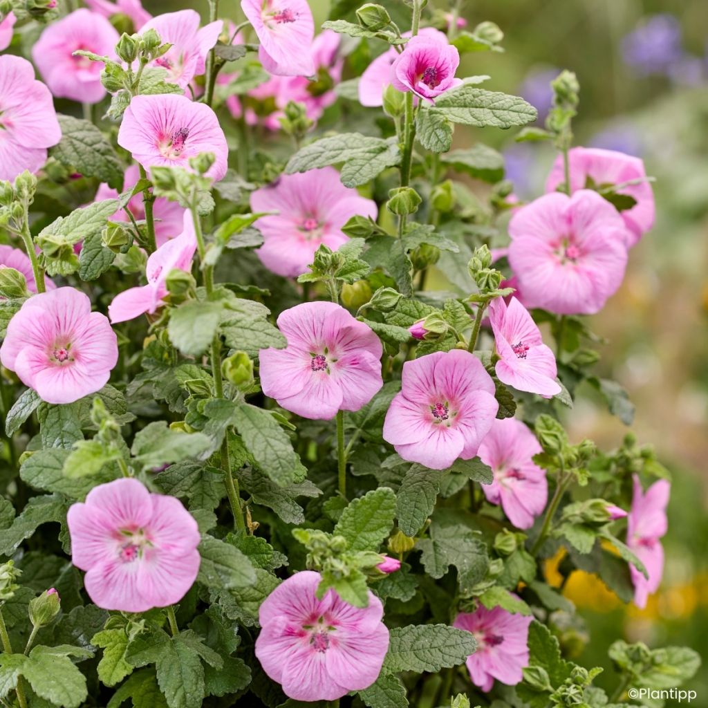 Anisodontea Cotton Candy Pink - Malva africana