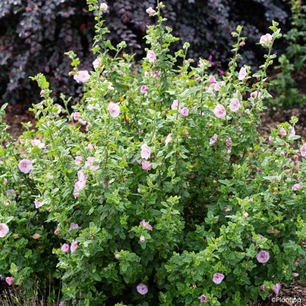 Anisodontea Cotton Candy Pink - Malva africana