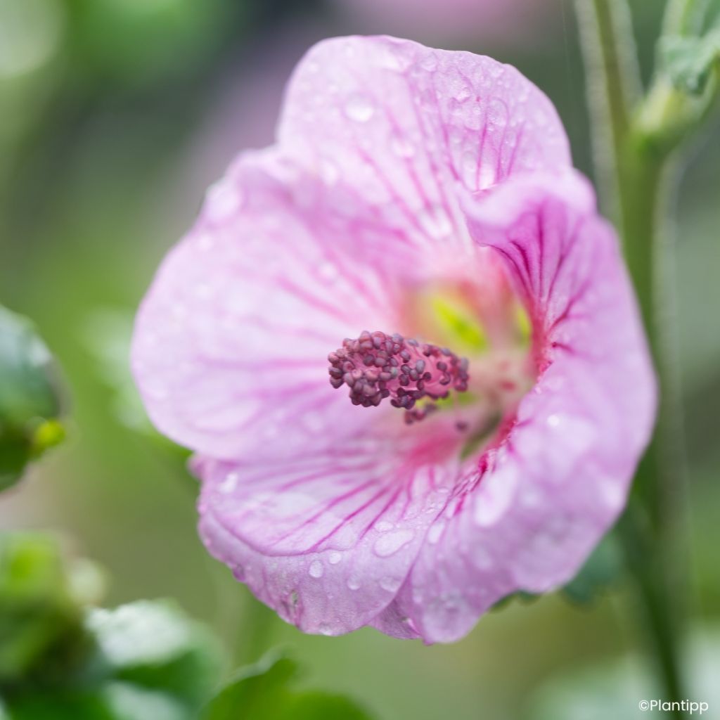 Anisodontea Cotton Candy Pink - Malva africana