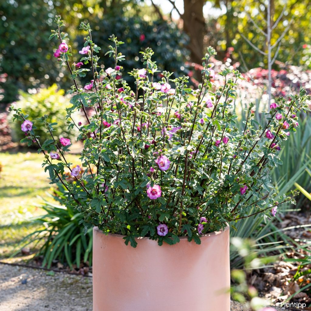 Anisodontea Carnival Lights Gala - Malva africana