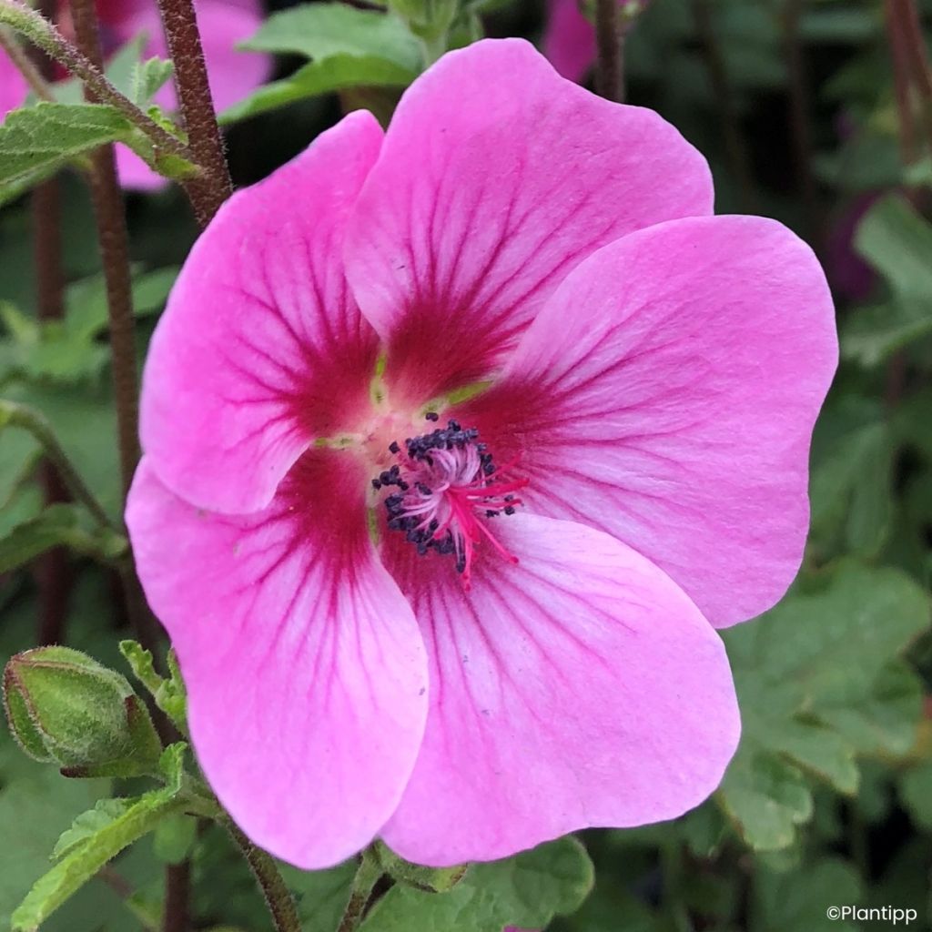Anisodontea Carnival Lights Gala - Malva africana