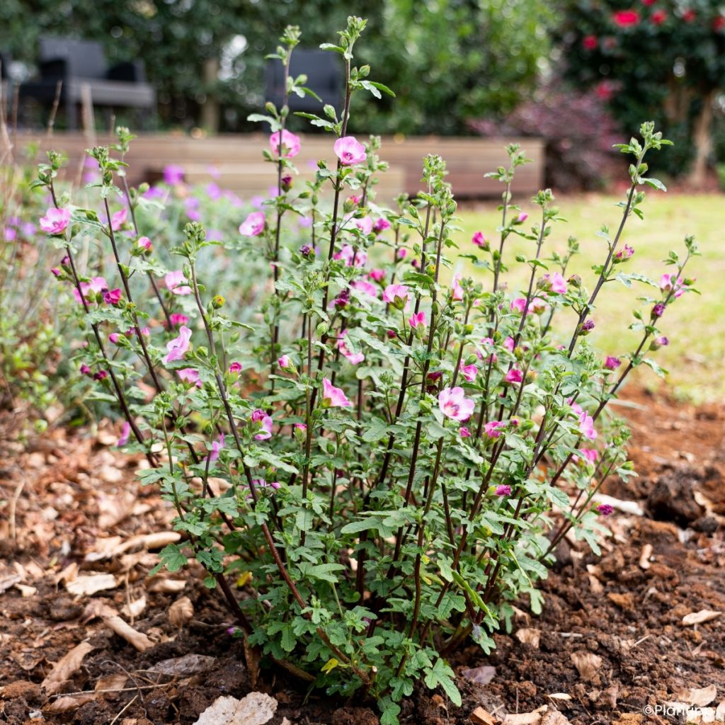 Anisodontea Carnival Lights Gala - Malva africana