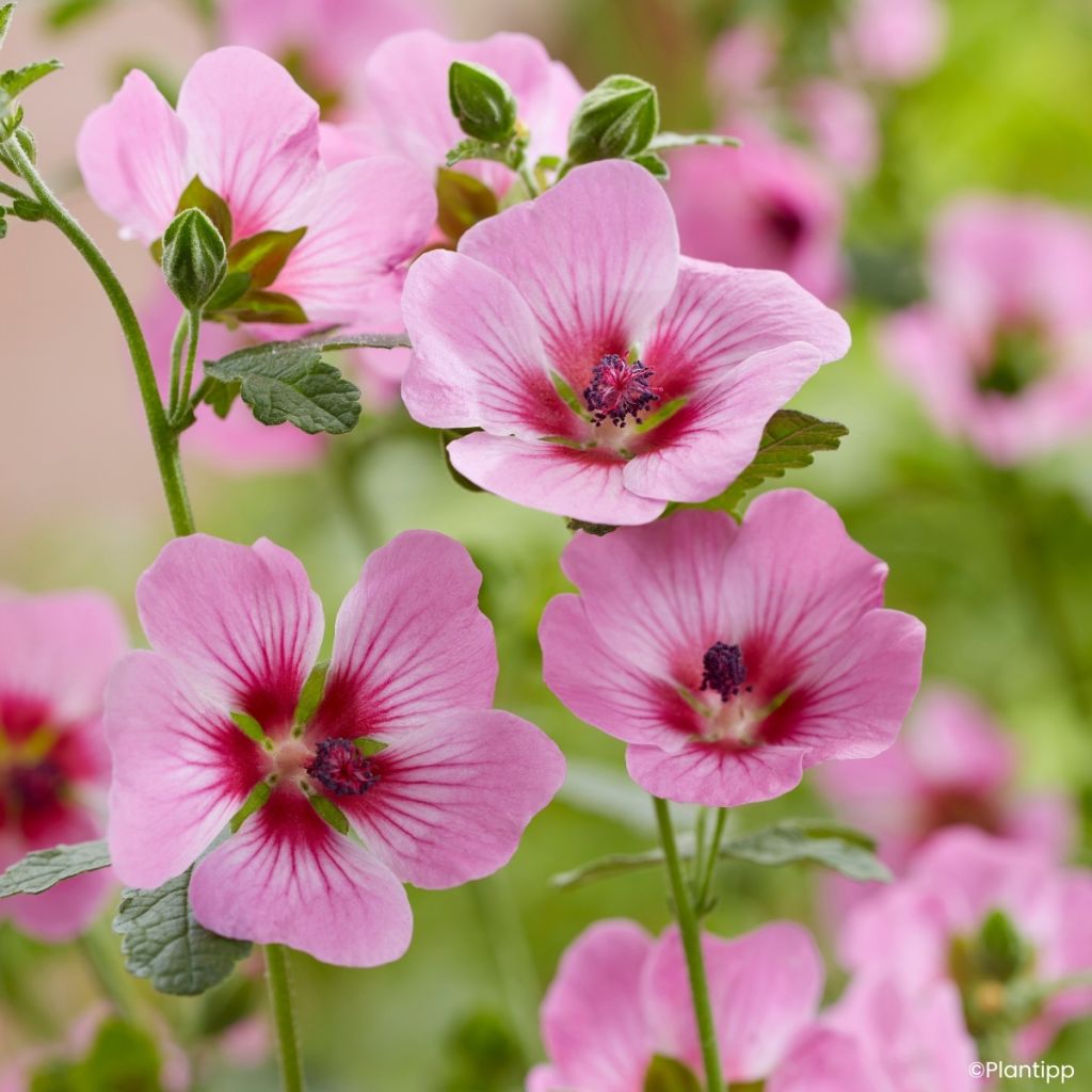 Anisodontea Carnival Lights Gala - Malva africana