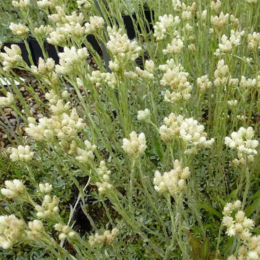 Antennaria dioica var. borealis - Pie de gato