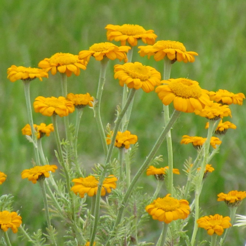Anthemis sancti-johannis - Manzanilla de San Juan