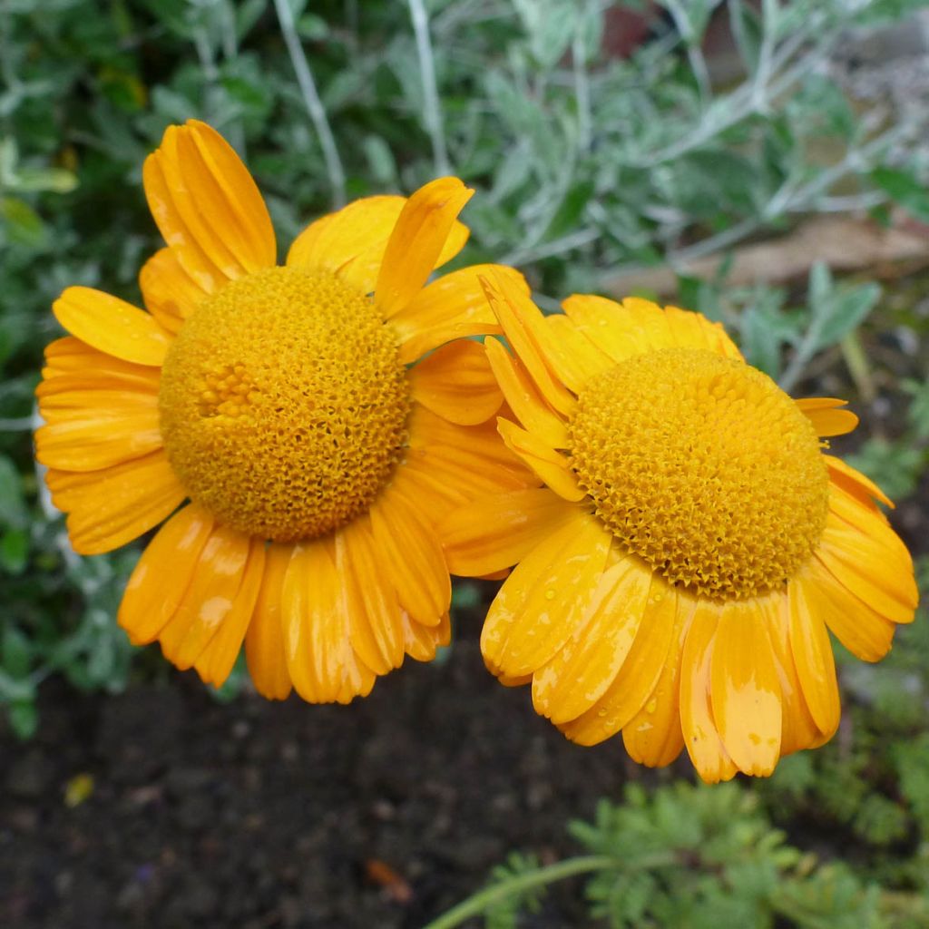 Anthemis sancti-johannis - Manzanilla de San Juan