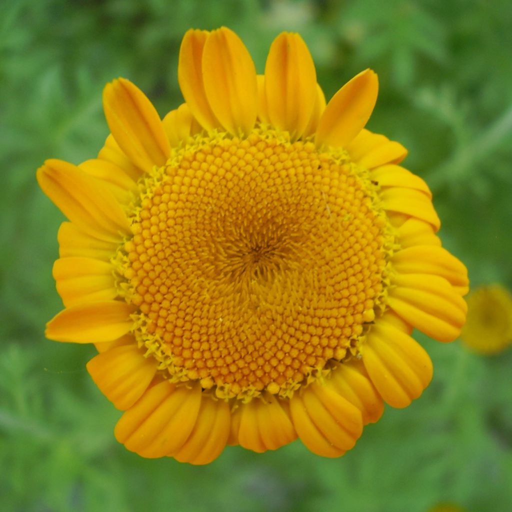 Anthemis sancti-johannis - Manzanilla de San Juan