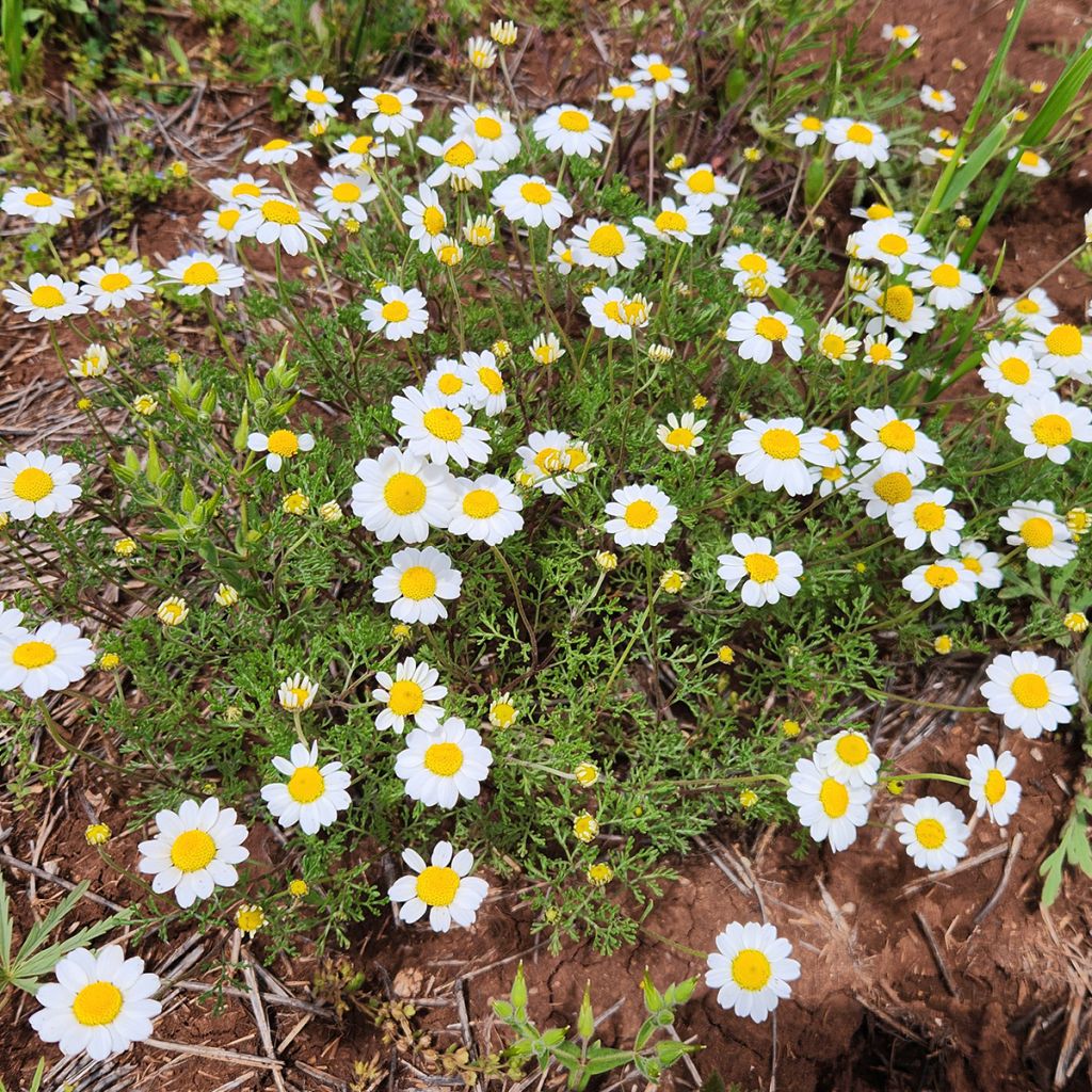Anthemis cretica - Herbario de Jaca