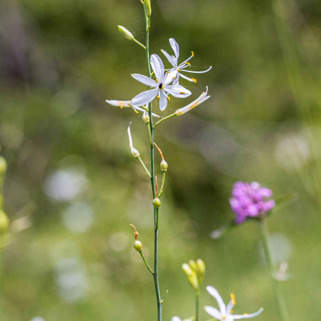 Anthericum liliago - Hierba de la araña