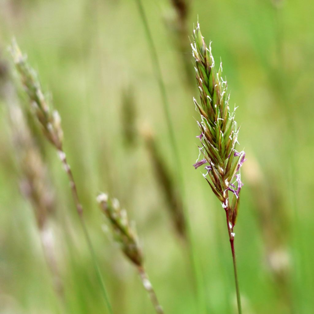 Anthoxanthum odoratum - Hierba araña