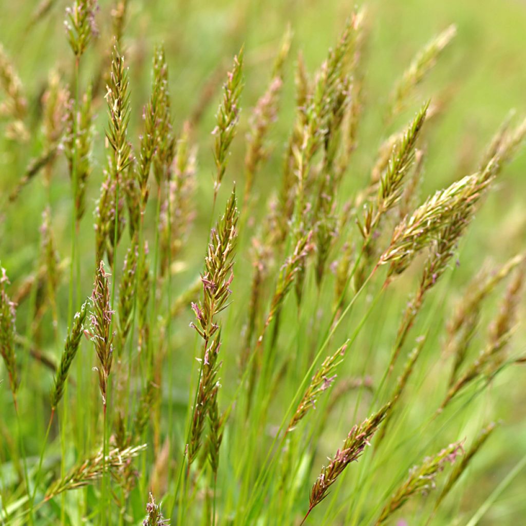 Anthoxanthum odoratum - Hierba araña
