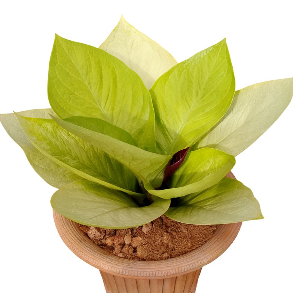 Anthurium jenmanii Gold - Anturio