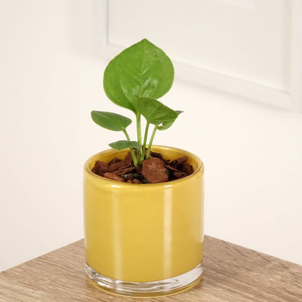 Anthurium jenmanii Green Jady - Anturio