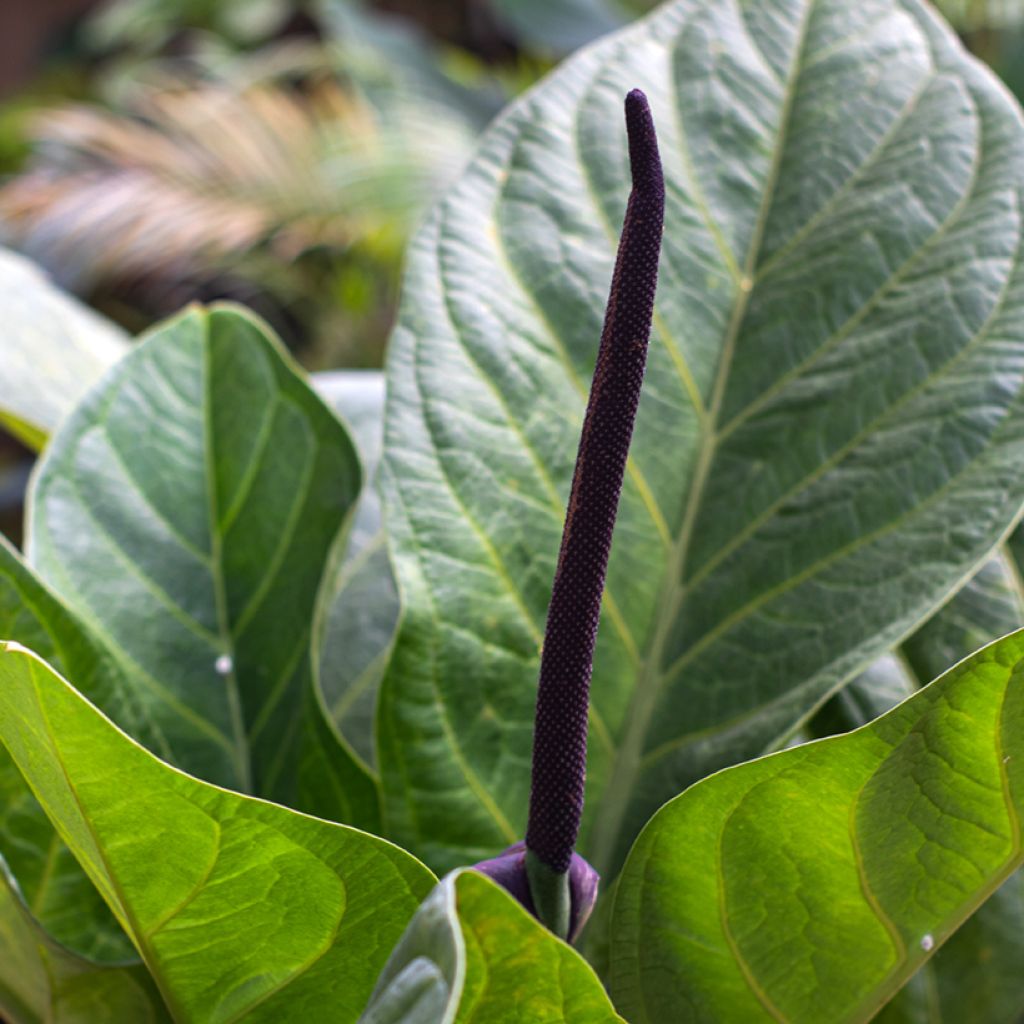 Anthurium jenmanii Green Jady - Anturio