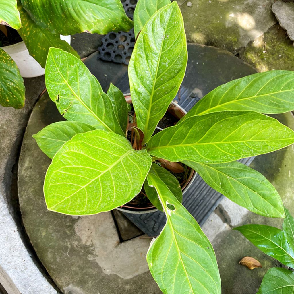 Anthurium jenmanii Green Jady - Anturio
