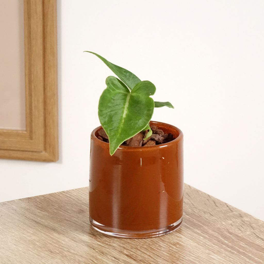 Anthurium magnificum - Anturio