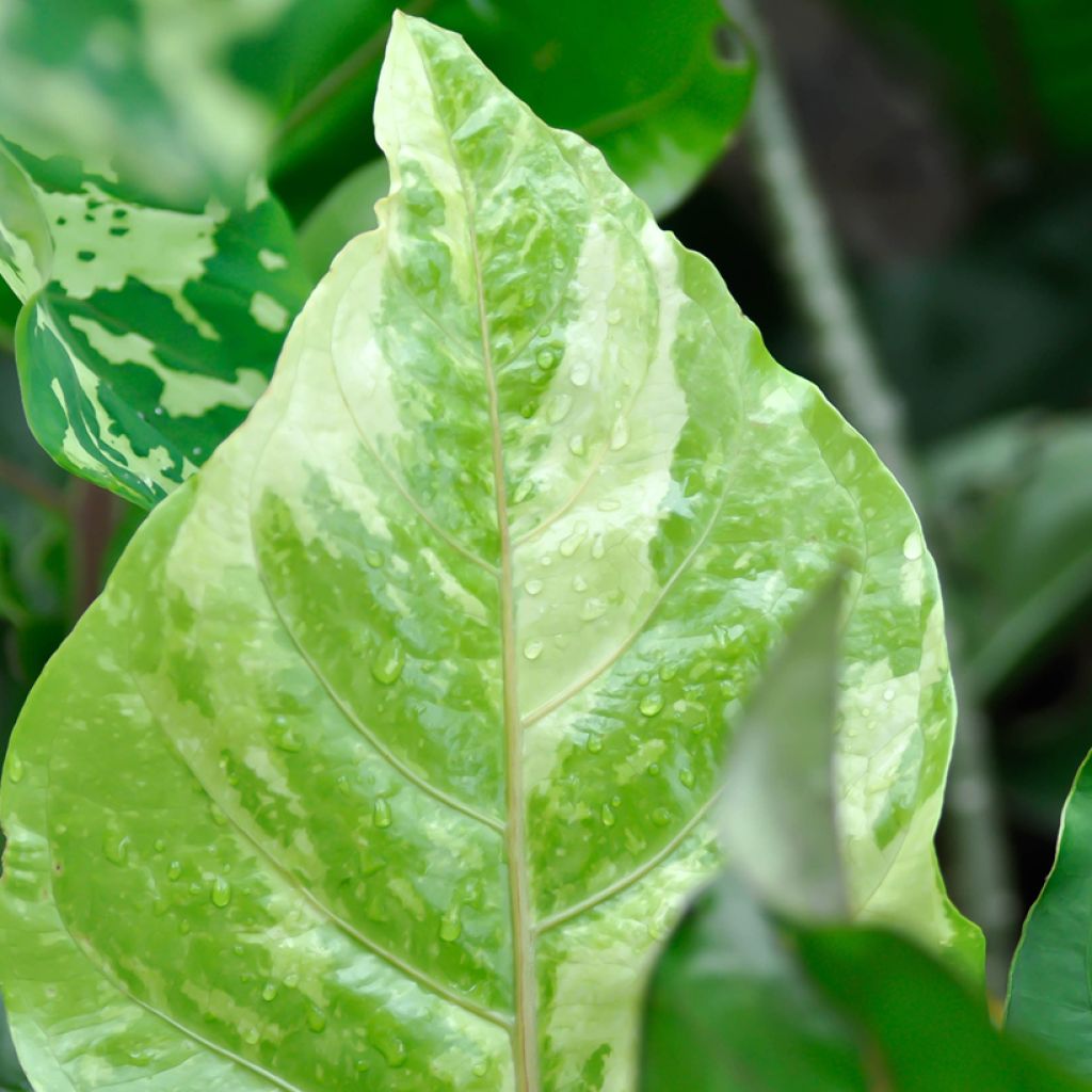 Anthurium Renaissance Variegata - Anturio