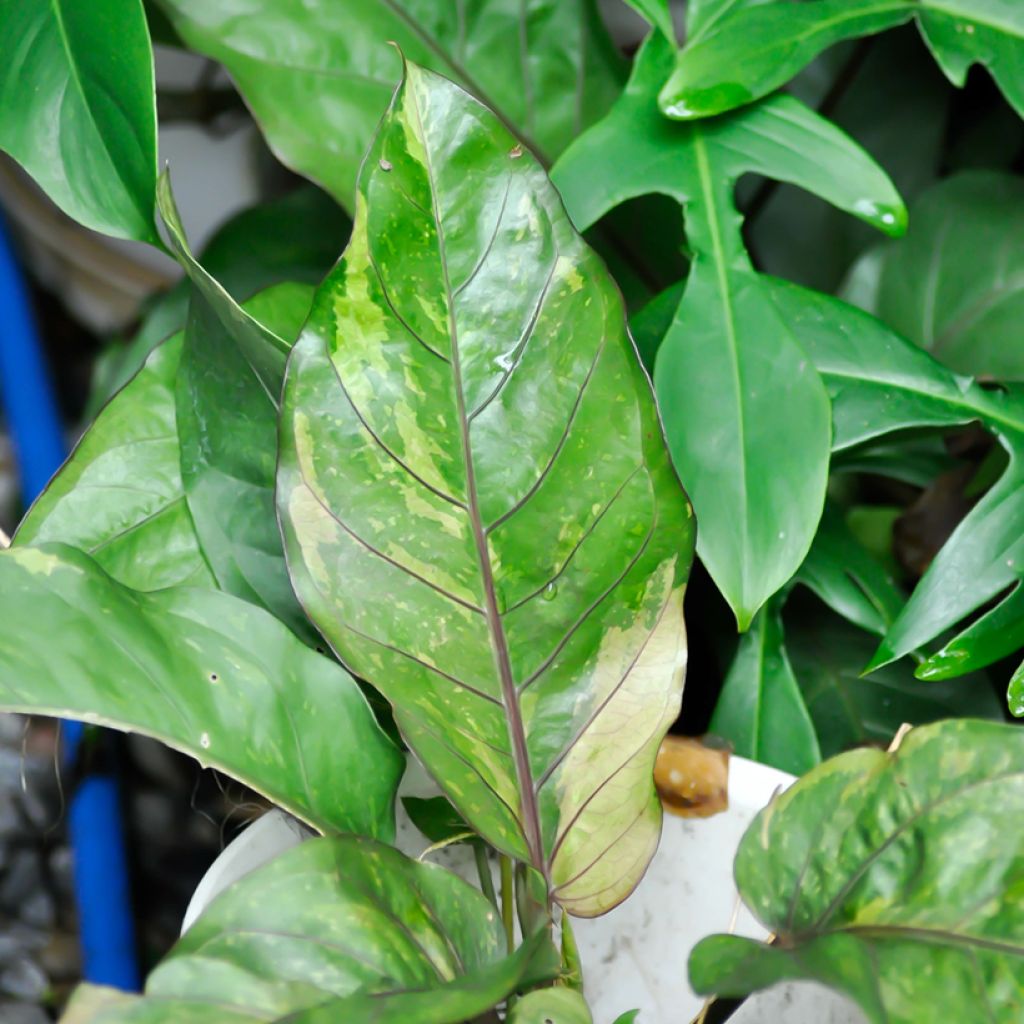 Anthurium Renaissance Variegata - Anturio