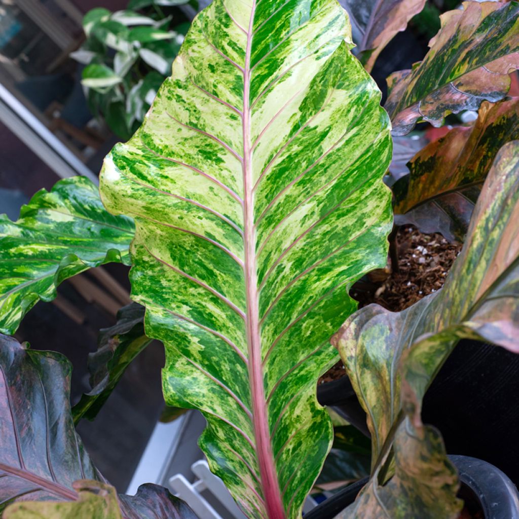 Anthurium Renaissance Variegata - Anturio