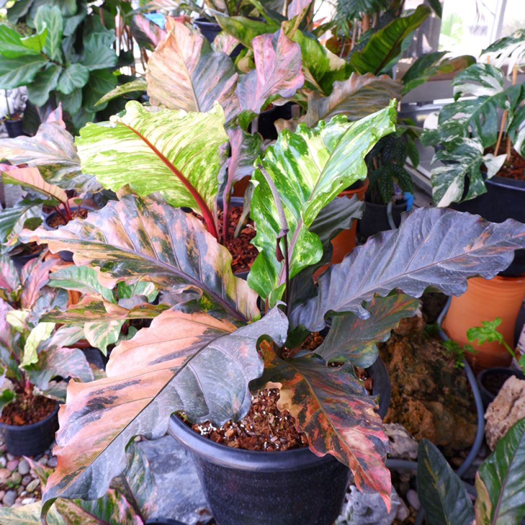 Anthurium Renaissance Variegata - Anturio