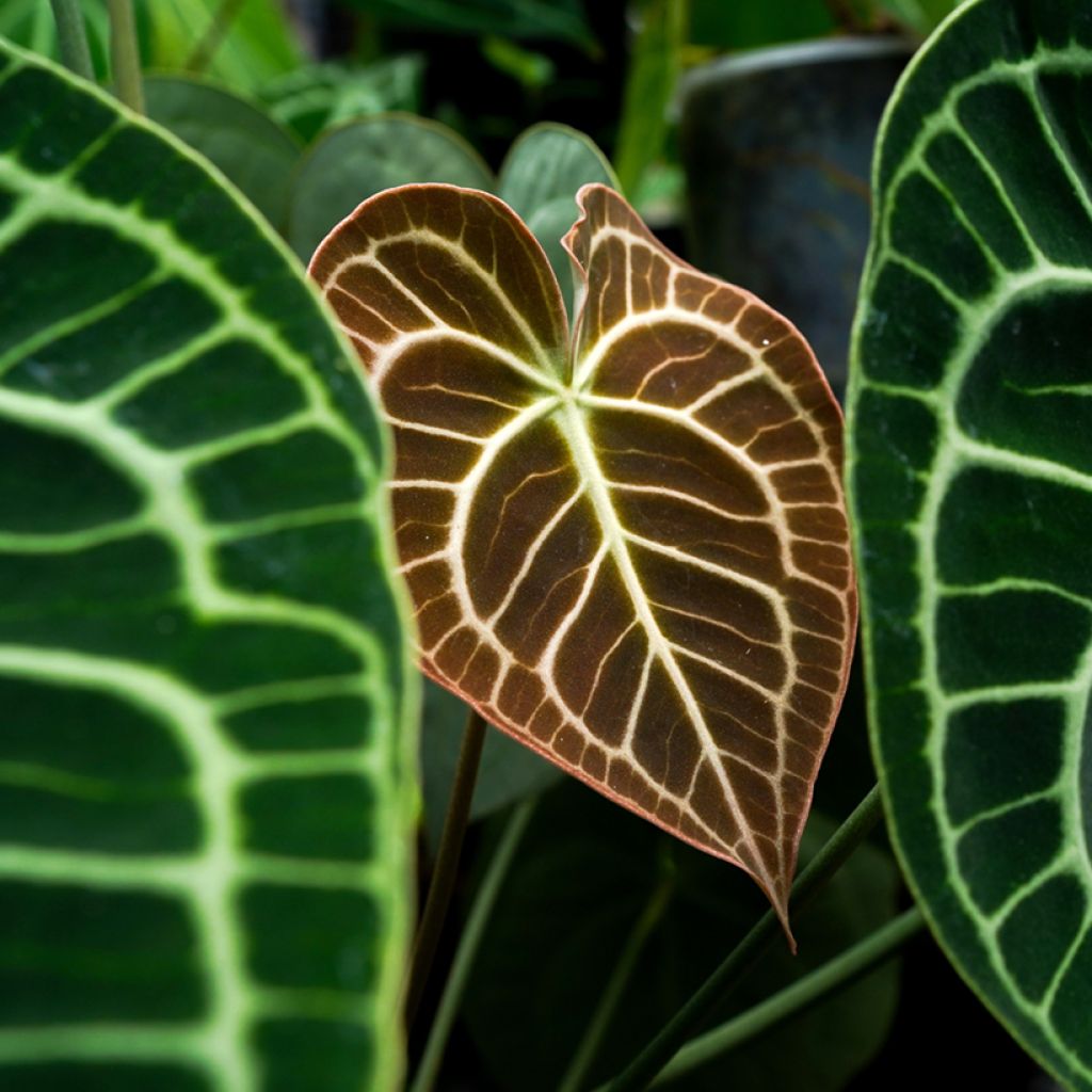 Anthurium clarinervium - Anturio