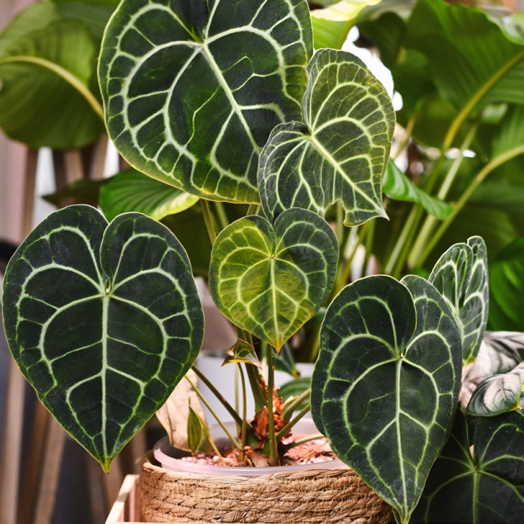 Anthurium clarinervium - Anturio