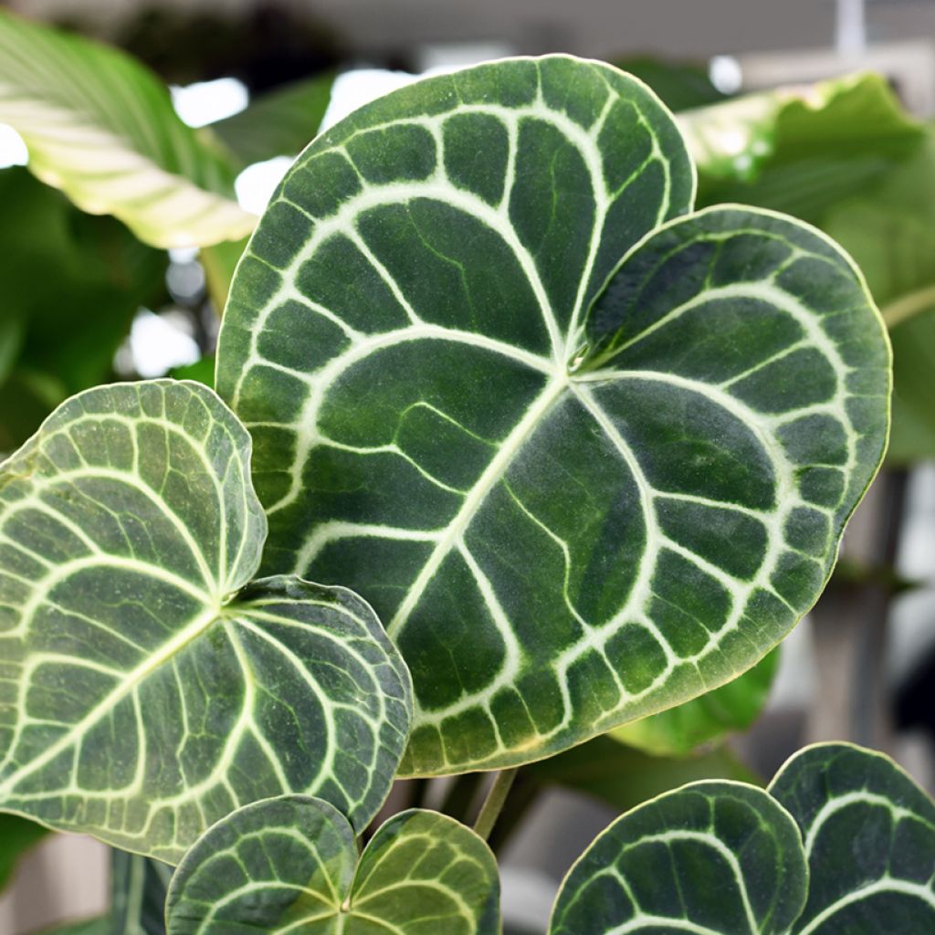 Anthurium clarinervium - Anturio