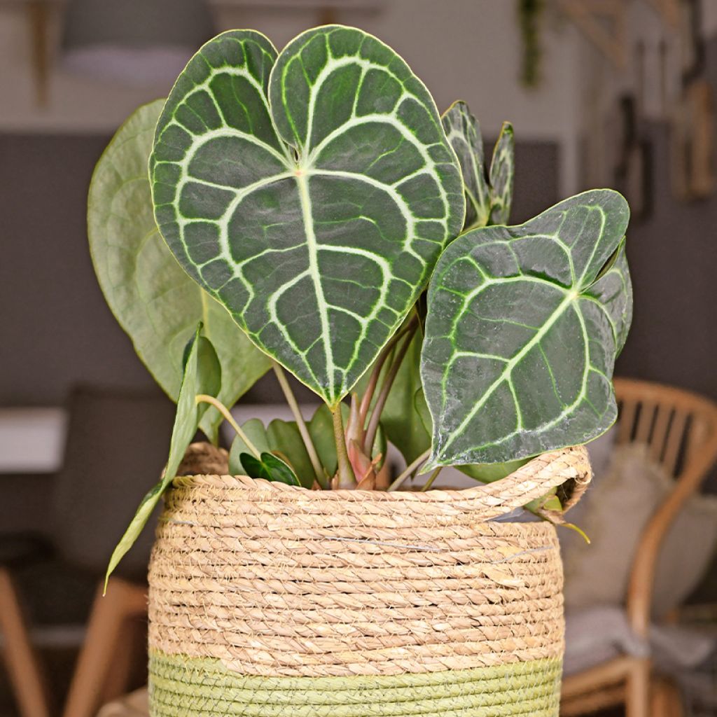 Anthurium clarinervium - Anturio