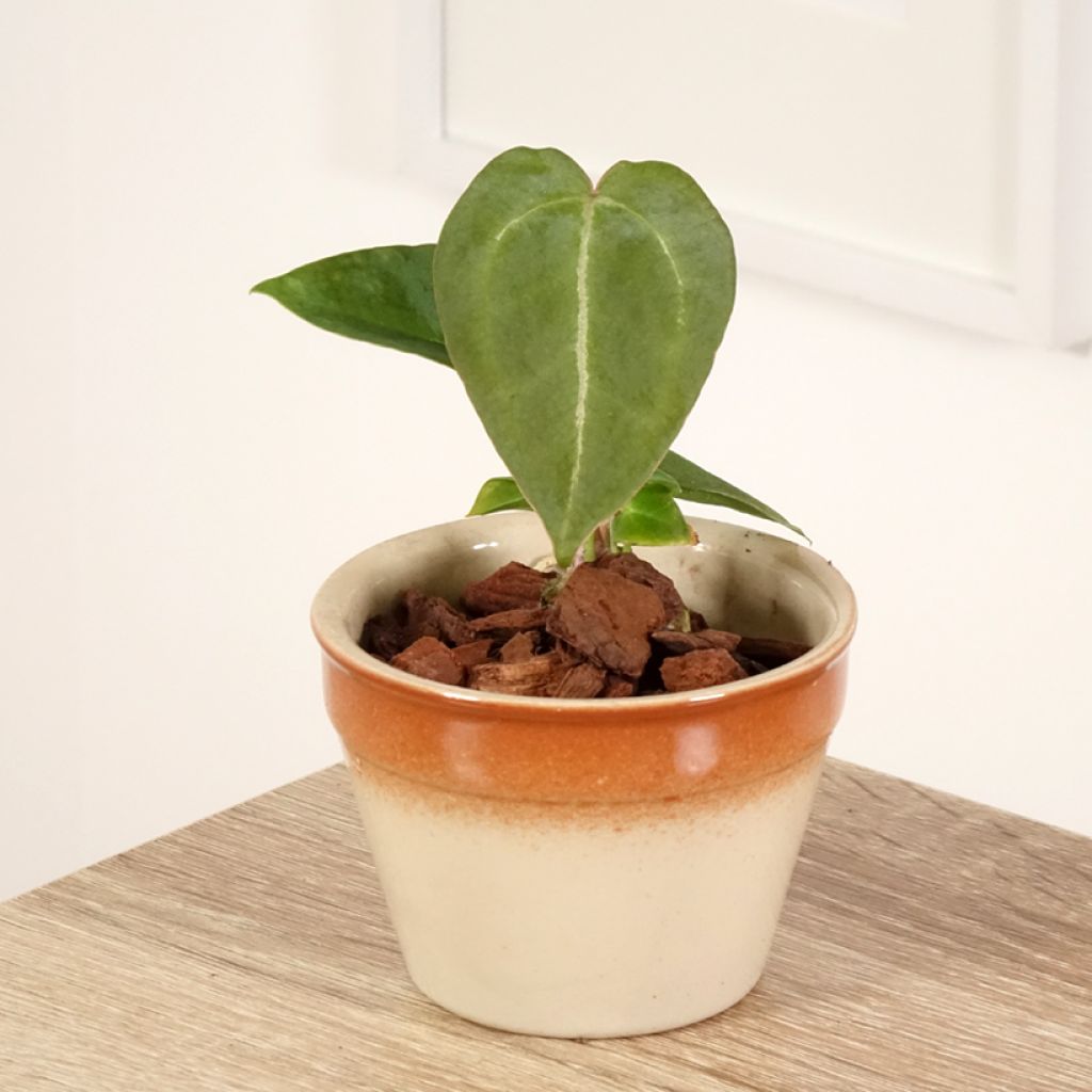 Anthurium forgetii - Anturio
