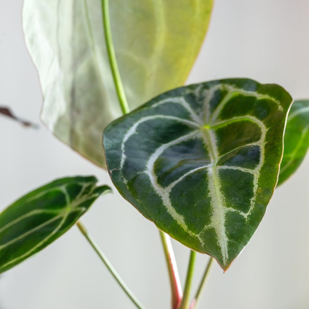 Anthurium forgetii - Anturio