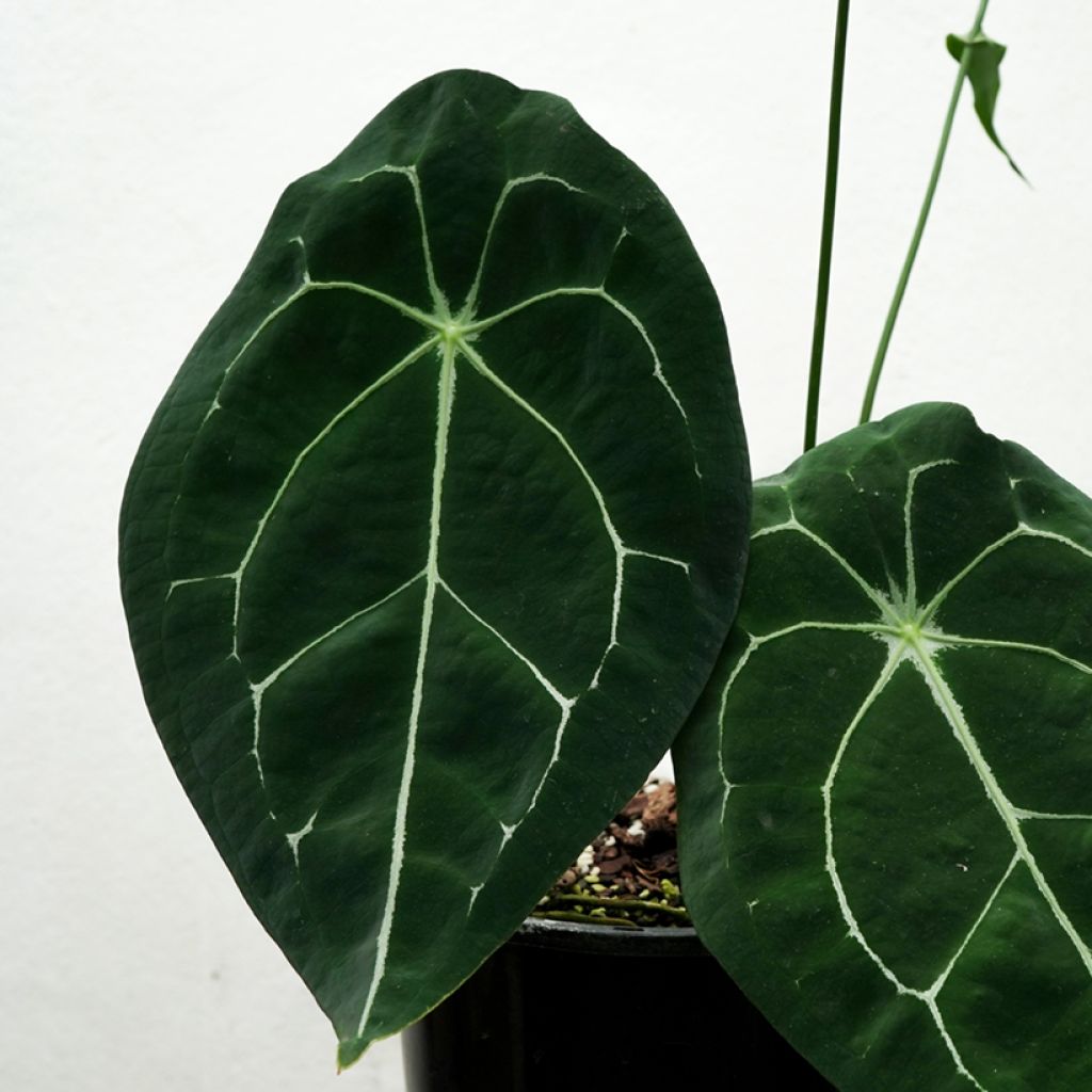 Anthurium forgetii - Anturio
